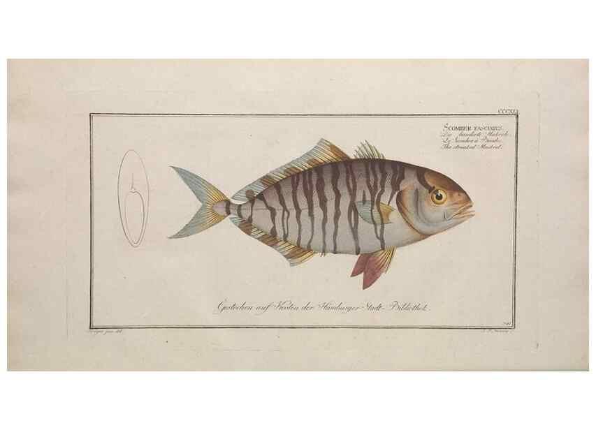 Reproducción/Reproduction 49773959413: Ichtyologie, ou, Histoire naturelle, générale et particulière des poissons :. A Berlin :Chez l'auteur, & chez François de la Garde libraire,1785-1797.. 