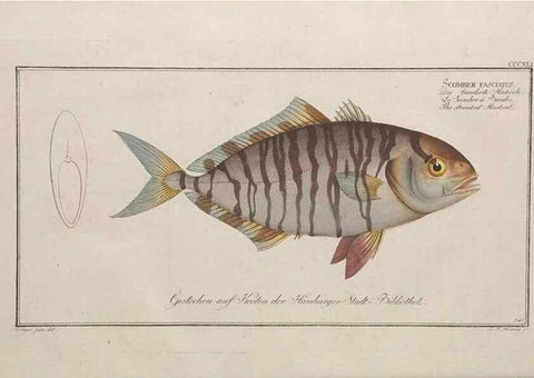 Reproducción/Reproduction 49773959413: Ichtyologie, ou, Histoire naturelle, générale et particulière des poissons :. A Berlin :Chez l'auteur, & chez François de la Garde libraire,1785-1797.. 