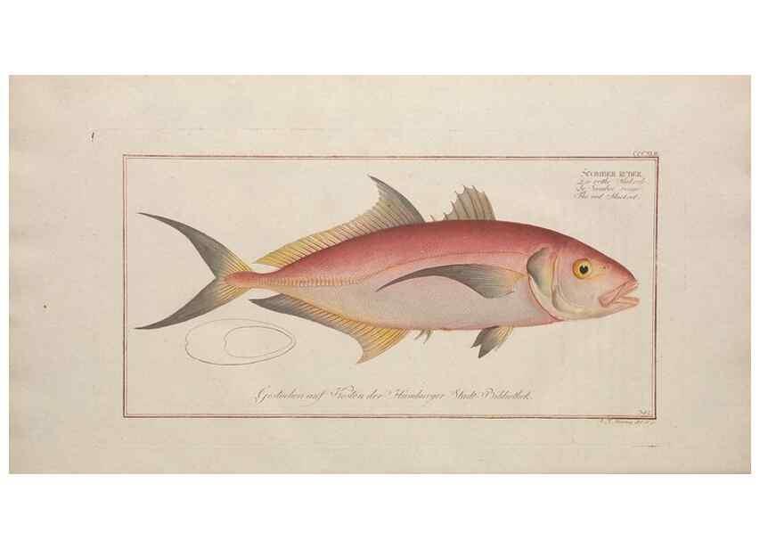 Reproducción/Reproduction 49774489306: Ichtyologie, ou, Histoire naturelle, générale et particulière des poissons :. A Berlin :Chez l'auteur, & chez François de la Garde libraire,1785-1797.. 