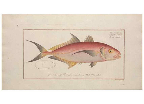 Reproducción/Reproduction 49774489306: Ichtyologie, ou, Histoire naturelle, générale et particulière des poissons :. A Berlin :Chez l'auteur, & chez François de la Garde libraire,1785-1797.. 
