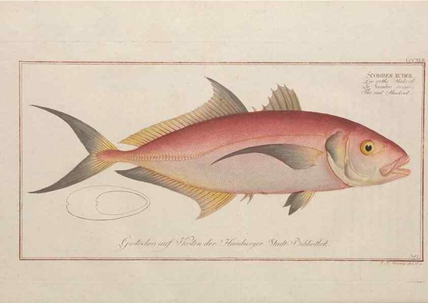 Reproducción/Reproduction 49774489306: Ichtyologie, ou, Histoire naturelle, générale et particulière des poissons :. A Berlin :Chez l'auteur, & chez François de la Garde libraire,1785-1797.. 