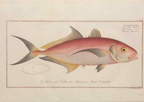 Reproducción/Reproduction 49774489306: Ichtyologie, ou, Histoire naturelle, générale et particulière des poissons :. A Berlin :Chez l'auteur, & chez François de la Garde libraire,1785-1797.. 