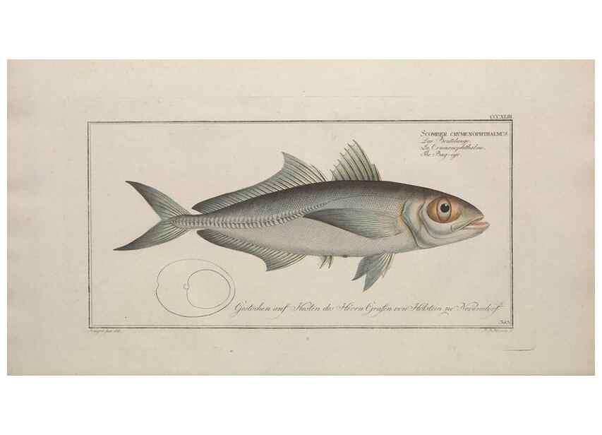 Reproducción/Reproduction 49774489646: Ichtyologie, ou, Histoire naturelle, générale et particulière des poissons :. A Berlin :Chez l'auteur, & chez François de la Garde libraire,1785-1797.. 