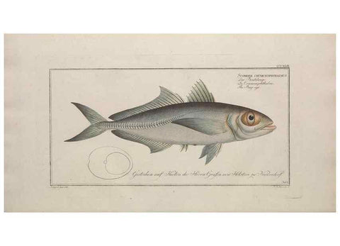 Reproducción/Reproduction 49774489646: Ichtyologie, ou, Histoire naturelle, générale et particulière des poissons :. A Berlin :Chez l'auteur, & chez François de la Garde libraire,1785-1797.. 