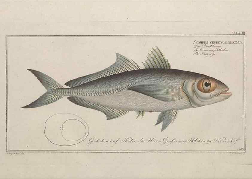 Reproducción/Reproduction 49774489646: Ichtyologie, ou, Histoire naturelle, générale et particulière des poissons :. A Berlin :Chez l'auteur, & chez François de la Garde libraire,1785-1797.. 