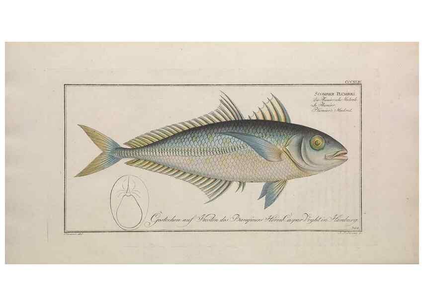 Reproducción/Reproduction 49774821442: Ichtyologie, ou, Histoire naturelle, générale et particulière des poissons :. A Berlin :Chez l'auteur, & chez François de la Garde libraire,1785-1797.. 
