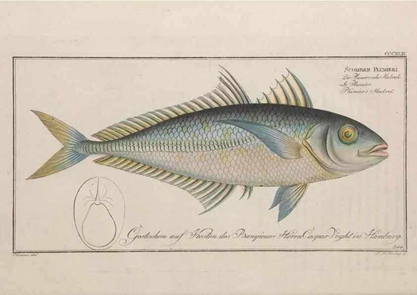 Reproducción/Reproduction 49774821442: Ichtyologie, ou, Histoire naturelle, générale et particulière des poissons :. A Berlin :Chez l'auteur, & chez François de la Garde libraire,1785-1797.. 