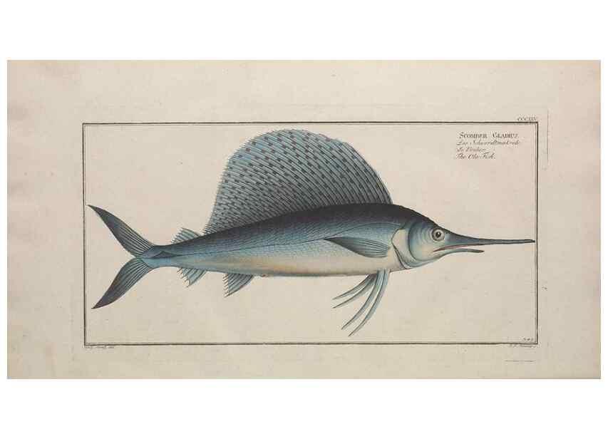 Reproducción/Reproduction 49773960728: Ichtyologie, ou, Histoire naturelle, générale et particulière des poissons :. A Berlin :Chez l'auteur, & chez François de la Garde libraire,1785-1797.. 