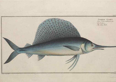Reproducción/Reproduction 49773960728: Ichtyologie, ou, Histoire naturelle, générale et particulière des poissons :. A Berlin :Chez l'auteur, & chez François de la Garde libraire,1785-1797.. 