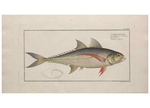 Reproducción/Reproduction 49774490931: Ichtyologie, ou, Histoire naturelle, générale et particulière des poissons :. A Berlin :Chez l'auteur, & chez François de la Garde libraire,1785-1797.. 
