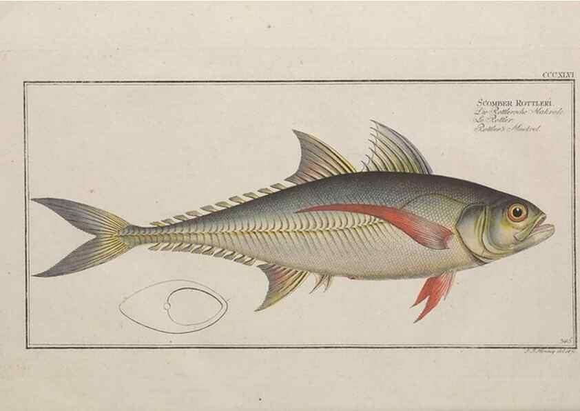 Reproducción/Reproduction 49774490931: Ichtyologie, ou, Histoire naturelle, générale et particulière des poissons :. A Berlin :Chez l'auteur, & chez François de la Garde libraire,1785-1797.. 