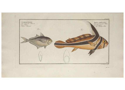 Reproducción/Reproduction 49774822567: Ichtyologie, ou, Histoire naturelle, générale et particulière des poissons :. A Berlin :Chez l'auteur, & chez François de la Garde libraire,1785-1797.. 