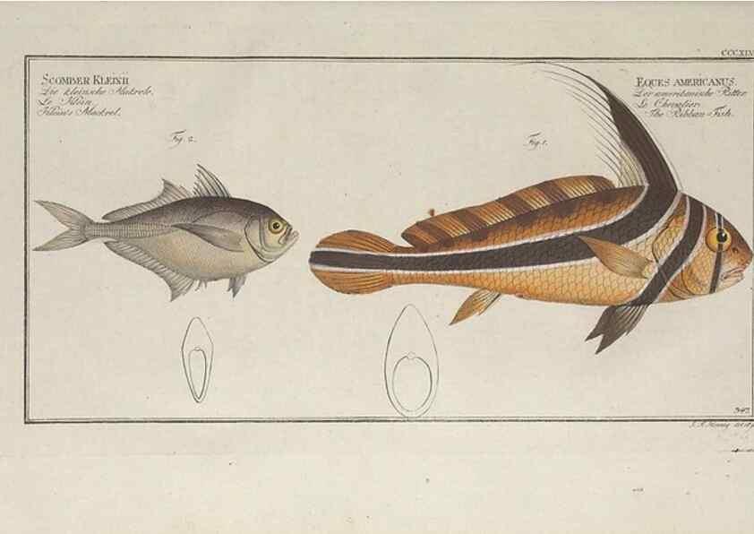 Reproducción/Reproduction 49774822567: Ichtyologie, ou, Histoire naturelle, générale et particulière des poissons :. A Berlin :Chez l'auteur, & chez François de la Garde libraire,1785-1797.. 