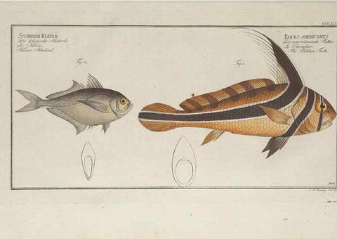 Reproducción/Reproduction 49774822567: Ichtyologie, ou, Histoire naturelle, générale et particulière des poissons :. A Berlin :Chez l'auteur, & chez François de la Garde libraire,1785-1797.. 
