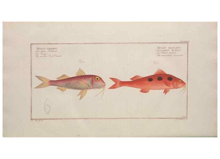 Reproducción/Reproduction 49774822827: Ichtyologie, ou, Histoire naturelle, générale et particulière des poissons :. A Berlin :Chez l'auteur, & chez François de la Garde libraire,1785-1797.. 