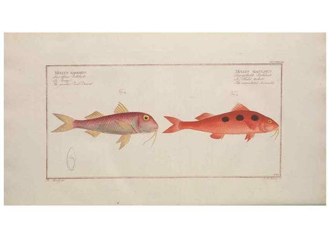 Reproducción/Reproduction 49774822827: Ichtyologie, ou, Histoire naturelle, générale et particulière des poissons :. A Berlin :Chez l'auteur, & chez François de la Garde libraire,1785-1797.. 