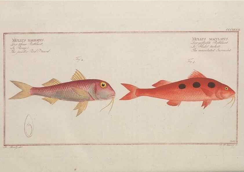 Reproducción/Reproduction 49774822827: Ichtyologie, ou, Histoire naturelle, générale et particulière des poissons :. A Berlin :Chez l'auteur, & chez François de la Garde libraire,1785-1797.. 