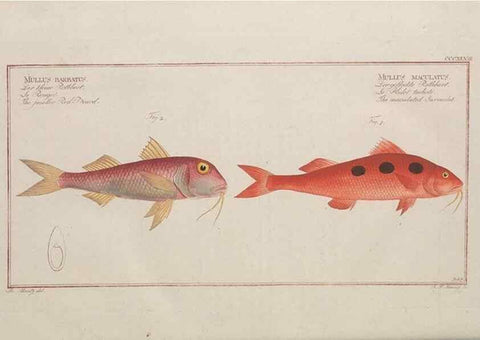 Reproducción/Reproduction 49774822827: Ichtyologie, ou, Histoire naturelle, générale et particulière des poissons :. A Berlin :Chez l'auteur, & chez François de la Garde libraire,1785-1797.. 
