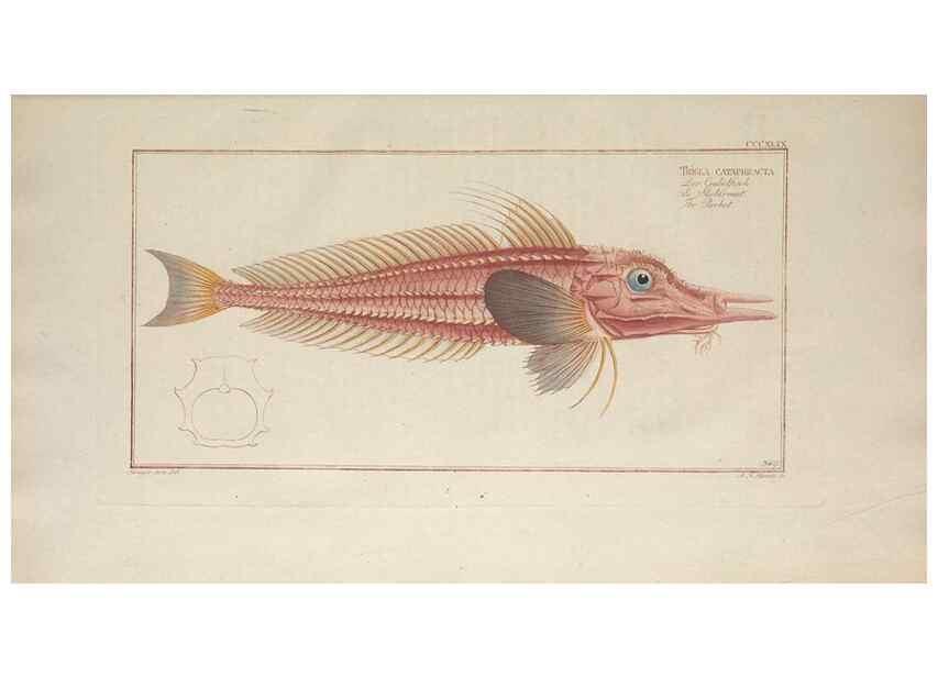 Reproducción/Reproduction 49774491936: Ichtyologie, ou, Histoire naturelle, générale et particulière des poissons :. A Berlin :Chez l'auteur, & chez François de la Garde libraire,1785-1797.. 
