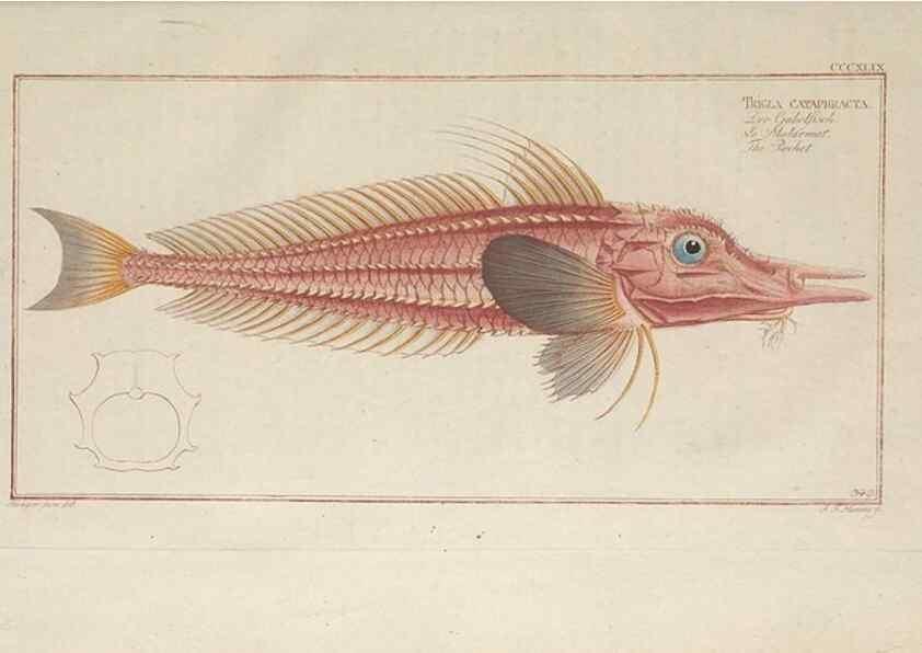 Reproducción/Reproduction 49774491936: Ichtyologie, ou, Histoire naturelle, générale et particulière des poissons :. A Berlin :Chez l'auteur, & chez François de la Garde libraire,1785-1797.. 