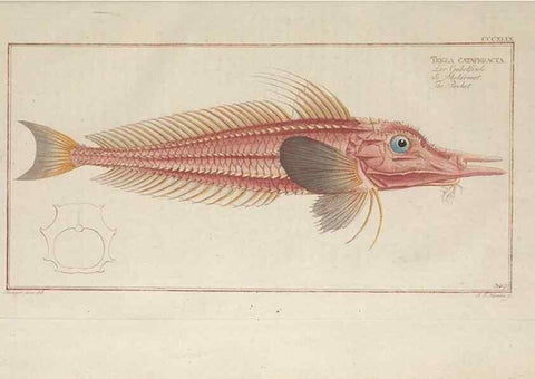 Reproducción/Reproduction 49774491936: Ichtyologie, ou, Histoire naturelle, générale et particulière des poissons :. A Berlin :Chez l'auteur, & chez François de la Garde libraire,1785-1797.. 