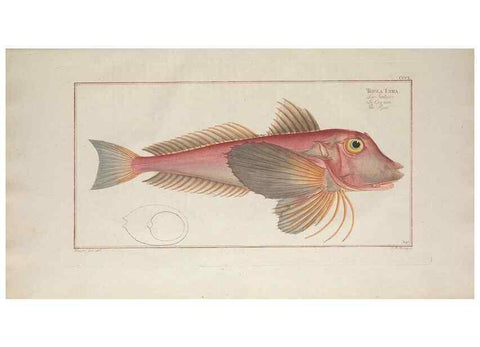 Reproducción/Reproduction 49773962593: Ichtyologie, ou, Histoire naturelle, générale et particulière des poissons :. A Berlin :Chez l'auteur, & chez François de la Garde libraire,1785-1797.. 