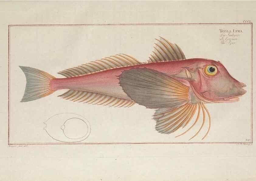 Reproducción/Reproduction 49773962593: Ichtyologie, ou, Histoire naturelle, générale et particulière des poissons :. A Berlin :Chez l'auteur, & chez François de la Garde libraire,1785-1797.. 