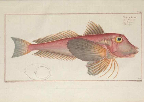 Reproducción/Reproduction 49773962593: Ichtyologie, ou, Histoire naturelle, générale et particulière des poissons :. A Berlin :Chez l'auteur, & chez François de la Garde libraire,1785-1797.. 
