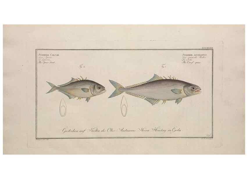 Reproducción/Reproduction 49774818577: Ichtyologie, ou, Histoire naturelle, générale et particulière des poissons :. A Berlin :Chez l'auteur, & chez François de la Garde libraire,1785-1797.. 