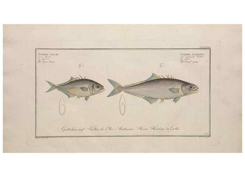 Reproducción/Reproduction 49774818577: Ichtyologie, ou, Histoire naturelle, générale et particulière des poissons :. A Berlin :Chez l'auteur, & chez François de la Garde libraire,1785-1797.. 
