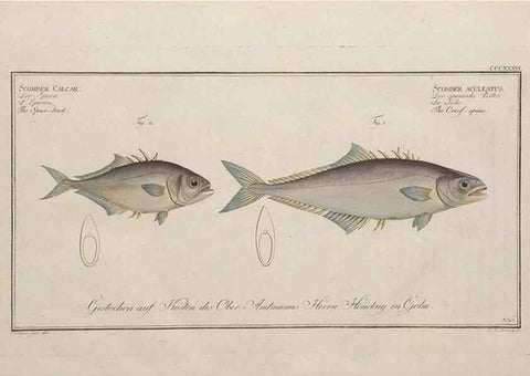 Reproducción/Reproduction 49774818577: Ichtyologie, ou, Histoire naturelle, générale et particulière des poissons :. A Berlin :Chez l'auteur, & chez François de la Garde libraire,1785-1797.. 