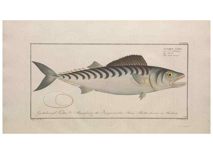 Reproducción/Reproduction 49774818217: Ichtyologie, ou, Histoire naturelle, générale et particulière des poissons :. A Berlin :Chez l'auteur, & chez François de la Garde libraire,1785-1797.. 