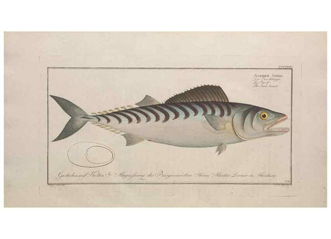 Reproducción/Reproduction 49774818217: Ichtyologie, ou, Histoire naturelle, générale et particulière des poissons :. A Berlin :Chez l'auteur, & chez François de la Garde libraire,1785-1797.. 