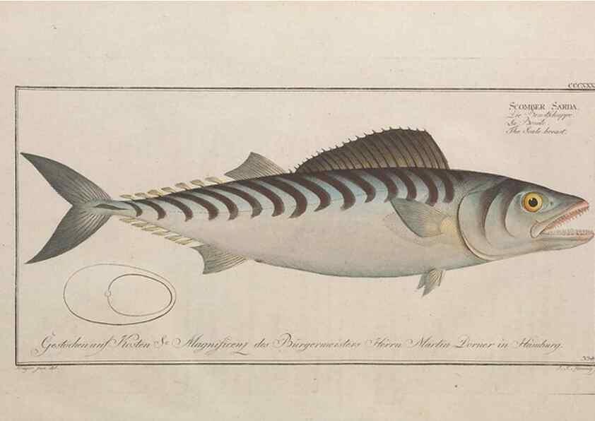 Reproducción/Reproduction 49774818217: Ichtyologie, ou, Histoire naturelle, générale et particulière des poissons :. A Berlin :Chez l'auteur, & chez François de la Garde libraire,1785-1797.. 