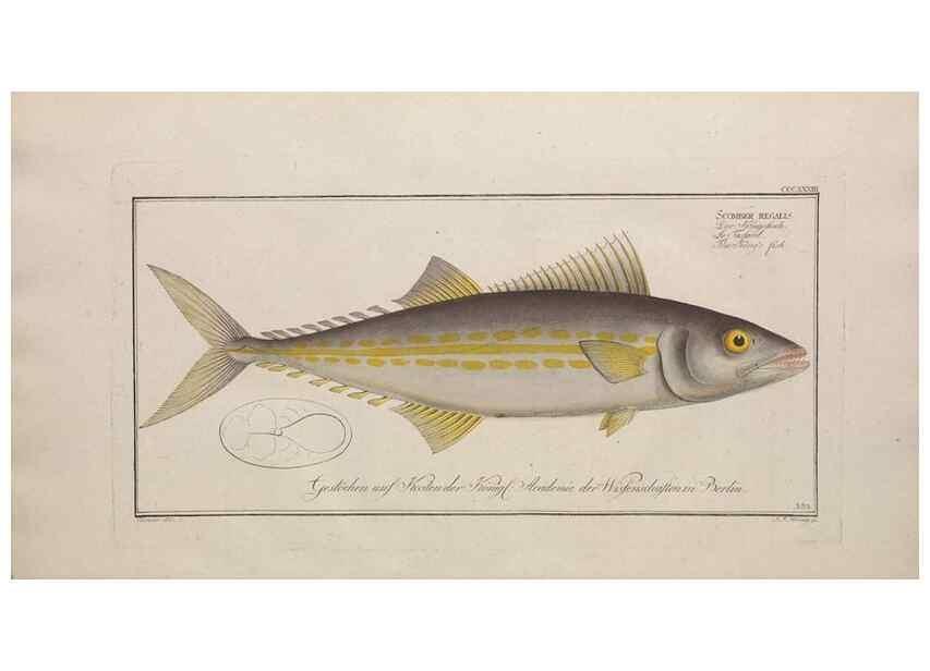 Reproducción/Reproduction 49774817892: Ichtyologie, ou, Histoire naturelle, générale et particulière des poissons :. A Berlin :Chez l'auteur, & chez François de la Garde libraire,1785-1797.. 