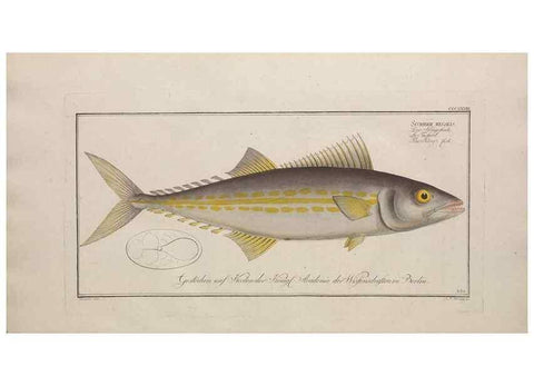 Reproducción/Reproduction 49774817892: Ichtyologie, ou, Histoire naturelle, générale et particulière des poissons :. A Berlin :Chez l'auteur, & chez François de la Garde libraire,1785-1797.. 