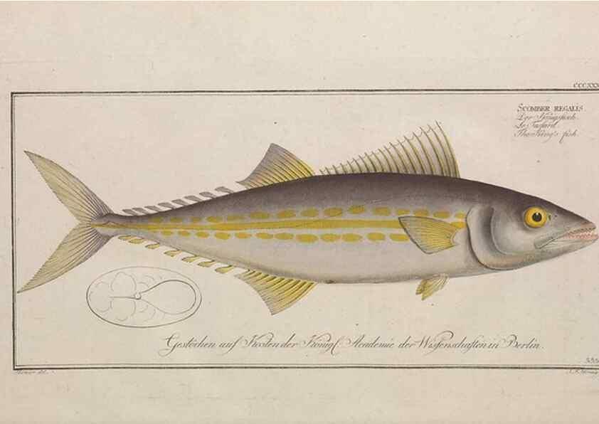 Reproducción/Reproduction 49774817892: Ichtyologie, ou, Histoire naturelle, générale et particulière des poissons :. A Berlin :Chez l'auteur, & chez François de la Garde libraire,1785-1797.. 