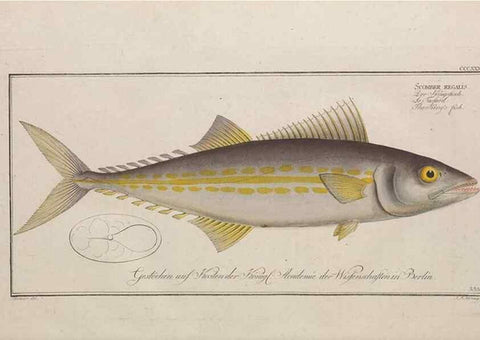 Reproducción/Reproduction 49774817892: Ichtyologie, ou, Histoire naturelle, générale et particulière des poissons :. A Berlin :Chez l'auteur, & chez François de la Garde libraire,1785-1797.. 