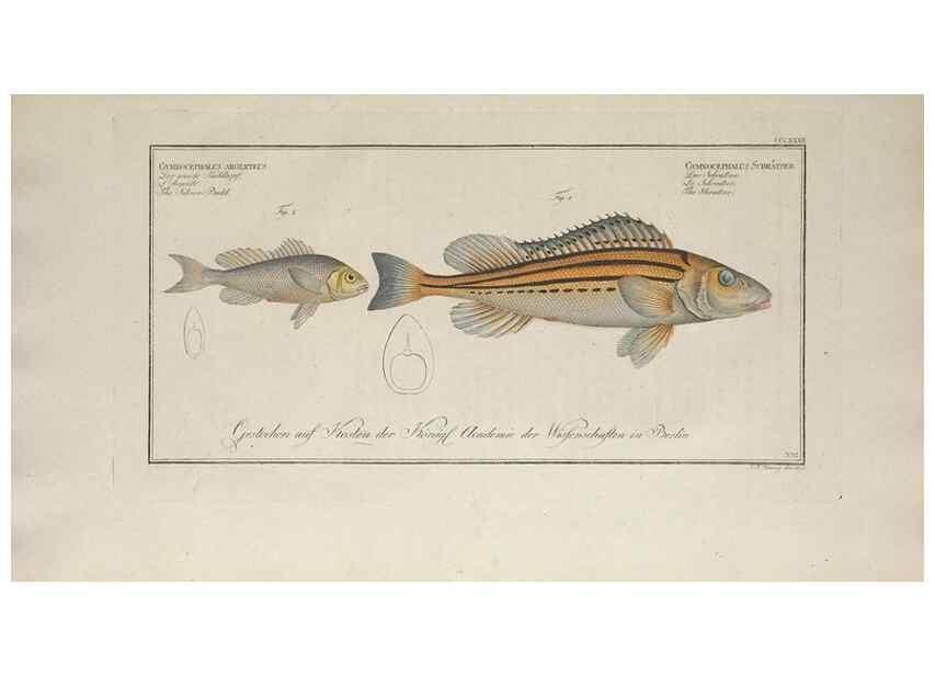 Reproducción/Reproduction 49774486101: Ichtyologie, ou, Histoire naturelle, générale et particulière des poissons :. A Berlin :Chez l'auteur, & chez François de la Garde libraire,1785-1797.. 