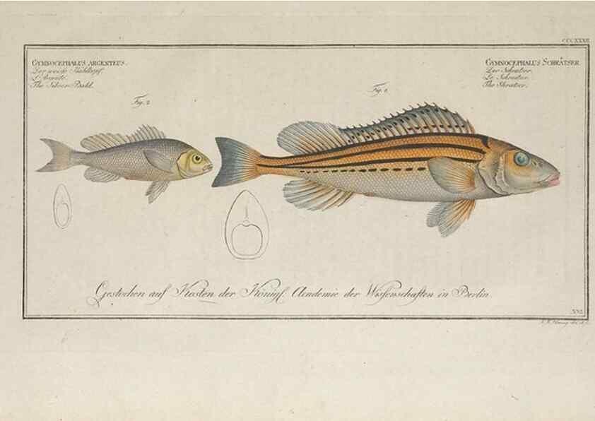 Reproducción/Reproduction 49774486101: Ichtyologie, ou, Histoire naturelle, générale et particulière des poissons :. A Berlin :Chez l'auteur, & chez François de la Garde libraire,1785-1797.. 