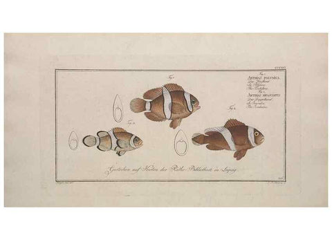 Reproducción/Reproduction 49774812137: Ichtyologie, ou, Histoire naturelle, générale et particulière des poissons :. A Berlin :Chez l'auteur, & chez François de la Garde libraire,1785-1797.. 