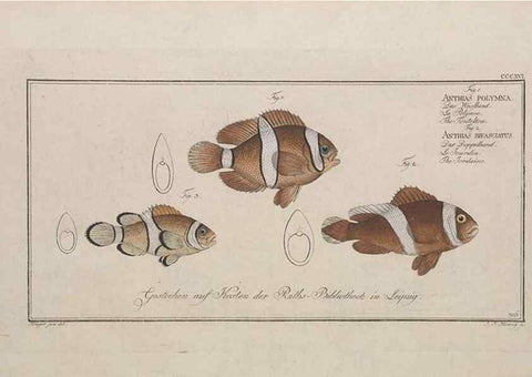Reproducción/Reproduction 49774812137: Ichtyologie, ou, Histoire naturelle, générale et particulière des poissons :. A Berlin :Chez l'auteur, & chez François de la Garde libraire,1785-1797.. 