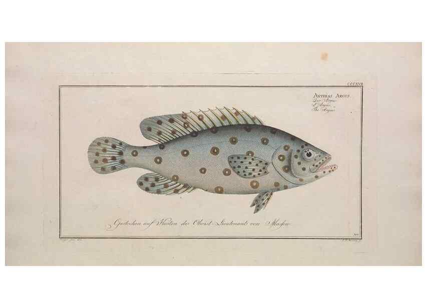 Reproducción/Reproduction 49774481091: Ichtyologie, ou, Histoire naturelle, générale et particulière des poissons :. A Berlin :Chez l'auteur, & chez François de la Garde libraire,1785-1797.. 