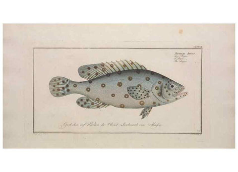 Reproducción/Reproduction 49774481091: Ichtyologie, ou, Histoire naturelle, générale et particulière des poissons :. A Berlin :Chez l'auteur, & chez François de la Garde libraire,1785-1797.. 