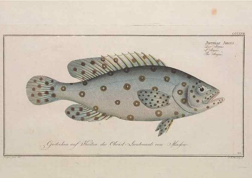 Reproducción/Reproduction 49774481091: Ichtyologie, ou, Histoire naturelle, générale et particulière des poissons :. A Berlin :Chez l'auteur, & chez François de la Garde libraire,1785-1797.. 