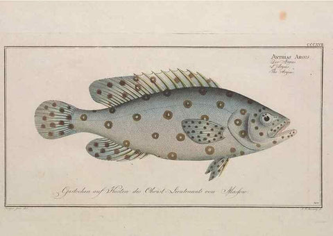 Reproducción/Reproduction 49774481091: Ichtyologie, ou, Histoire naturelle, générale et particulière des poissons :. A Berlin :Chez l'auteur, & chez François de la Garde libraire,1785-1797.. 