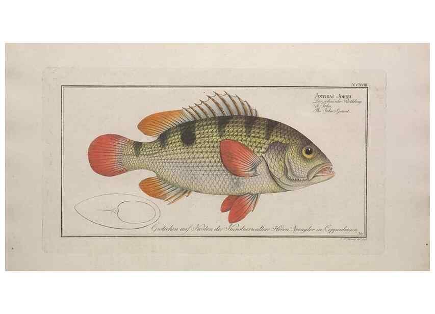 Reproducción/Reproduction 49774481446: Ichtyologie, ou, Histoire naturelle, générale et particulière des poissons :. A Berlin :Chez l'auteur, & chez François de la Garde libraire,1785-1797.. 