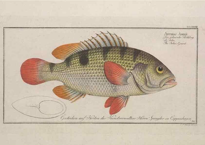 Reproducción/Reproduction 49774481446: Ichtyologie, ou, Histoire naturelle, générale et particulière des poissons :. A Berlin :Chez l'auteur, & chez François de la Garde libraire,1785-1797.. 