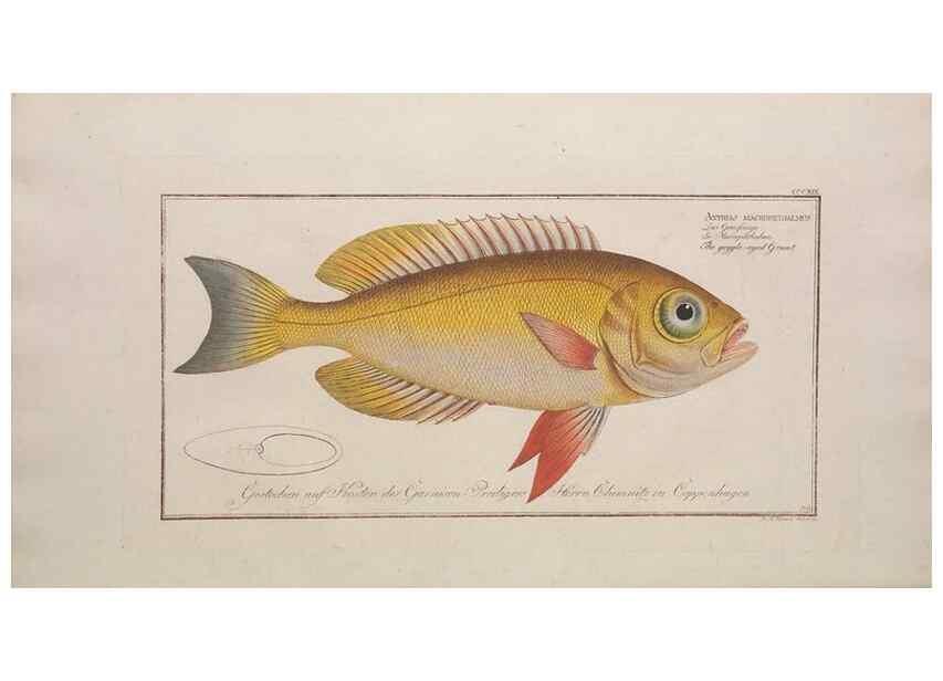 Reproducción/Reproduction 49774813192: Ichtyologie, ou, Histoire naturelle, générale et particulière des poissons :. A Berlin :Chez l'auteur, & chez François de la Garde libraire,1785-1797.. 