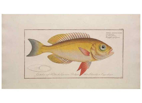 Reproducción/Reproduction 49774813192: Ichtyologie, ou, Histoire naturelle, générale et particulière des poissons :. A Berlin :Chez l'auteur, & chez François de la Garde libraire,1785-1797.. 